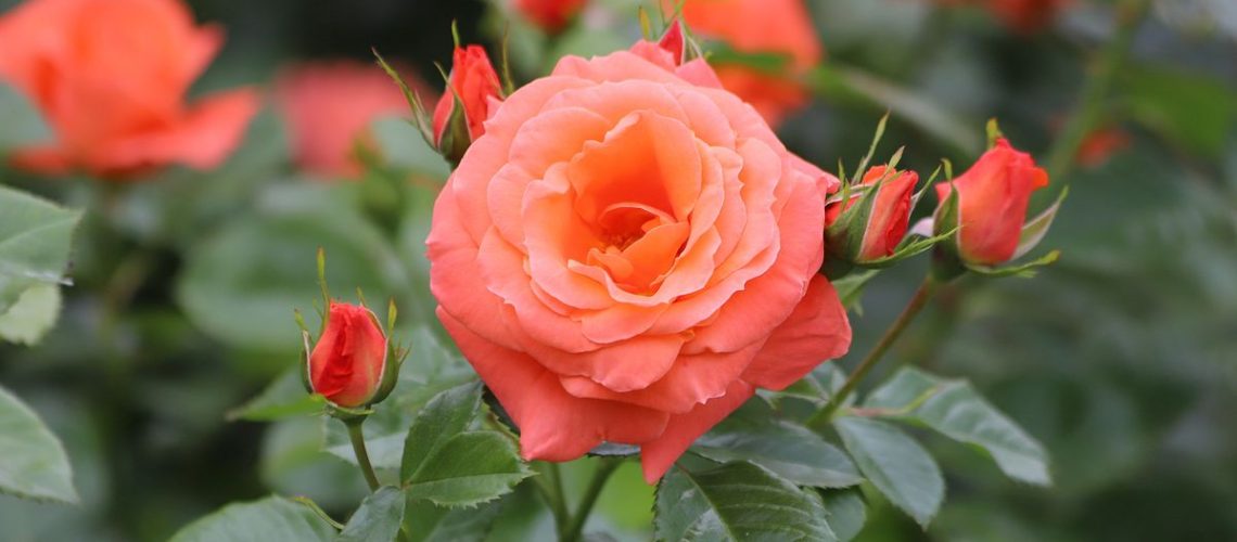 Beautiful orange rose in bloom