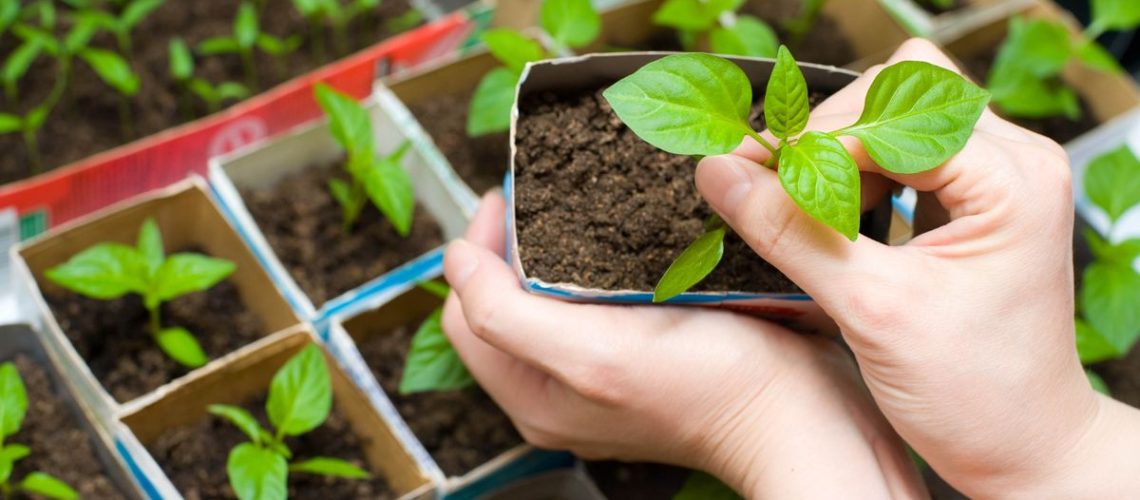 Someone holding shredded cardboard