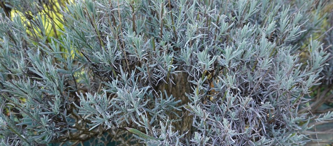 Freshly pruned lavender bush, trimming dead branches and flowers