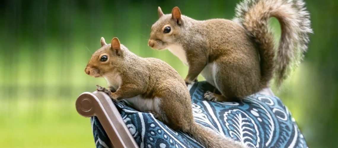 איך להרחיק סנאים מהסככה שלך - 5 עצות מומחים לחורף