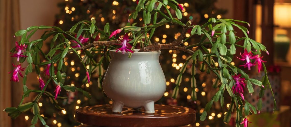 5 טיפים לשמירה על פריחת קקטוס חג המולד שלך שנה אחר שנה