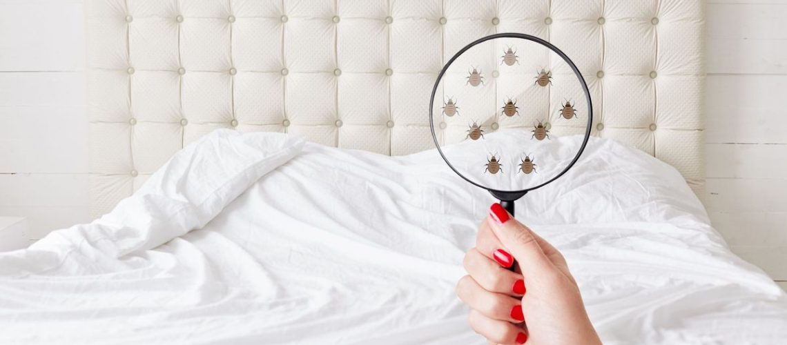A woman's hand holding a magnifying glass magnifying bed bugs on a mattress