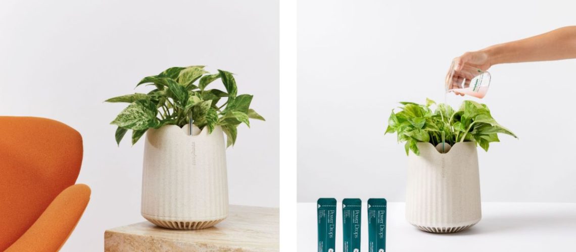Neoplants Neo Px air purifying plant