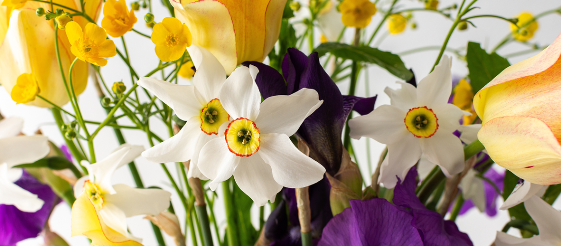 Bouquet of spring flowers, Irises and yellow ranunculus, yellow tulips with white daffodils