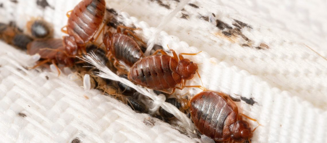Bed bugs scrambling about on a mattress