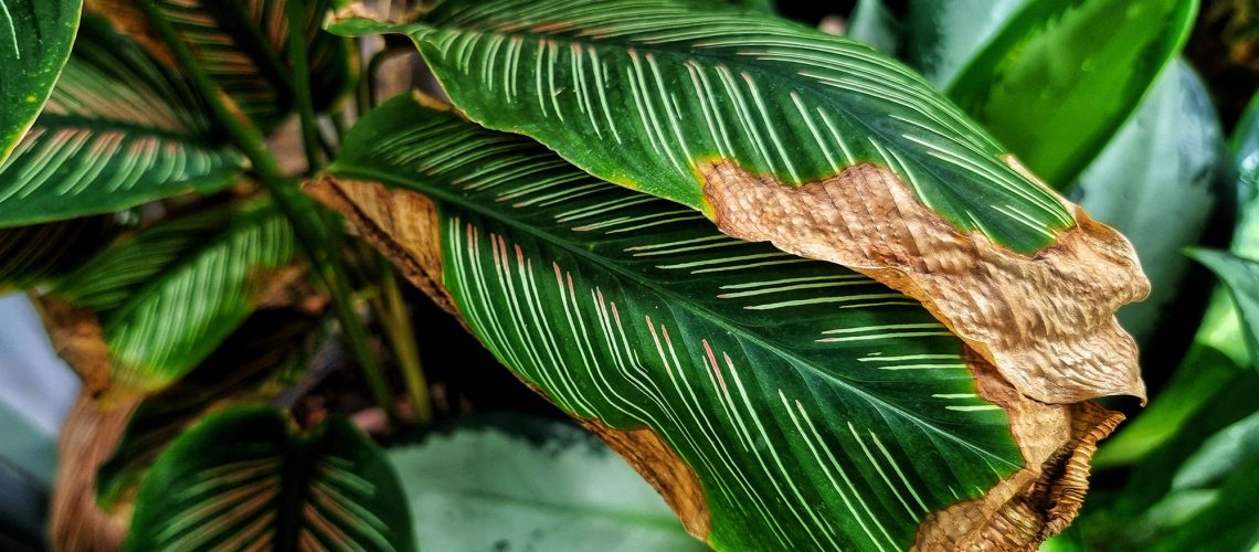 Houseplant - Burnt leaves on Calathea houseplant