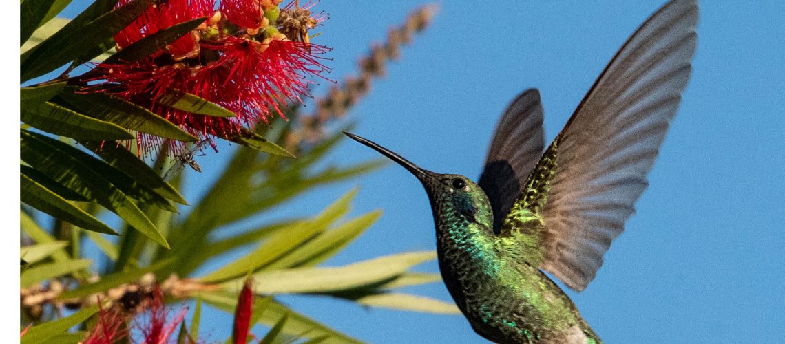 Hummingbird and red flower
