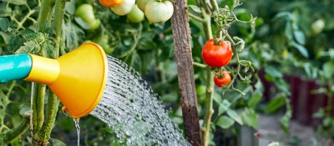 Watering tomato plant