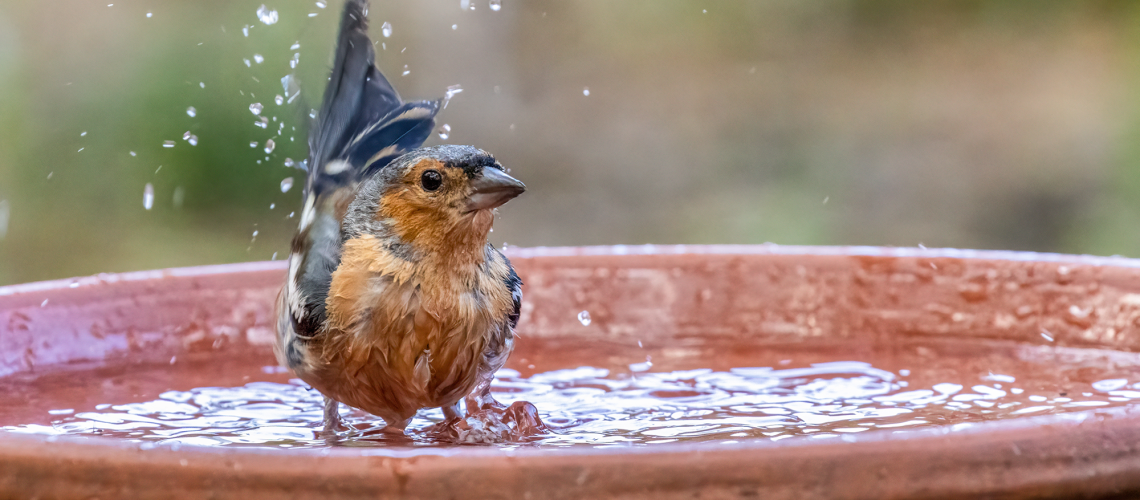 Bird in birdbath