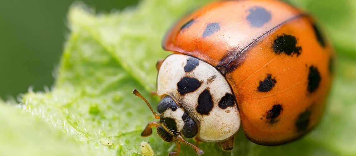 Harlequin ladybug on leaf