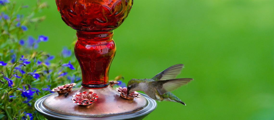 Hummingbird feeding on garden feeder