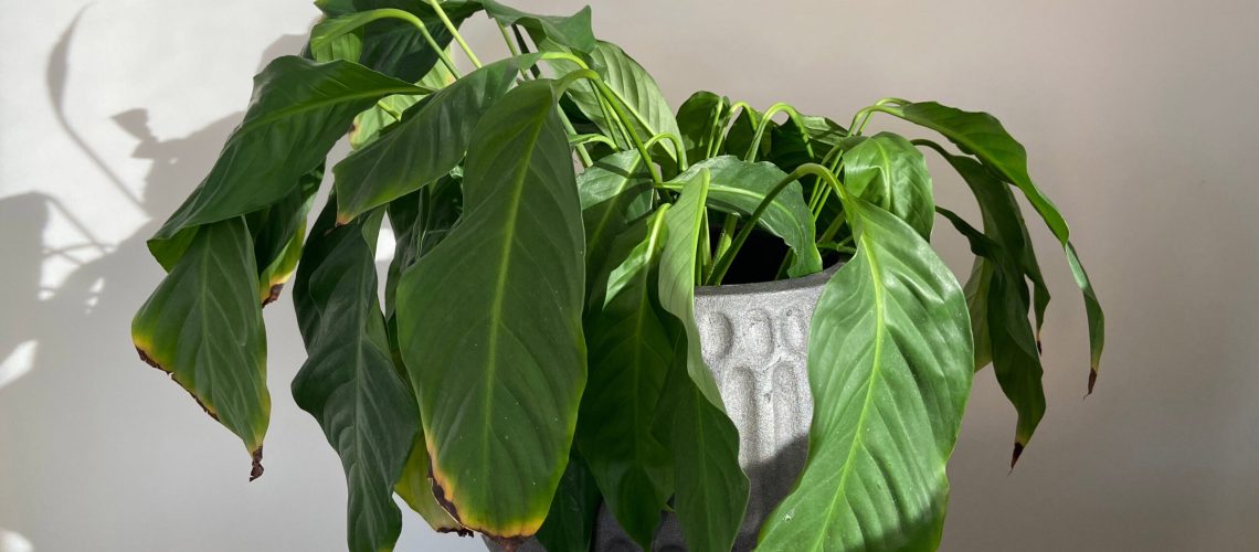 Drooping leaves on plant