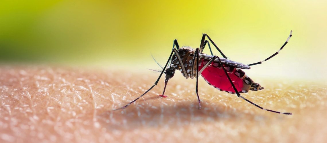 Mosquito on hand