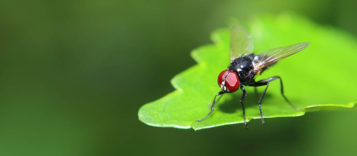 A fly sitting on a green leaf