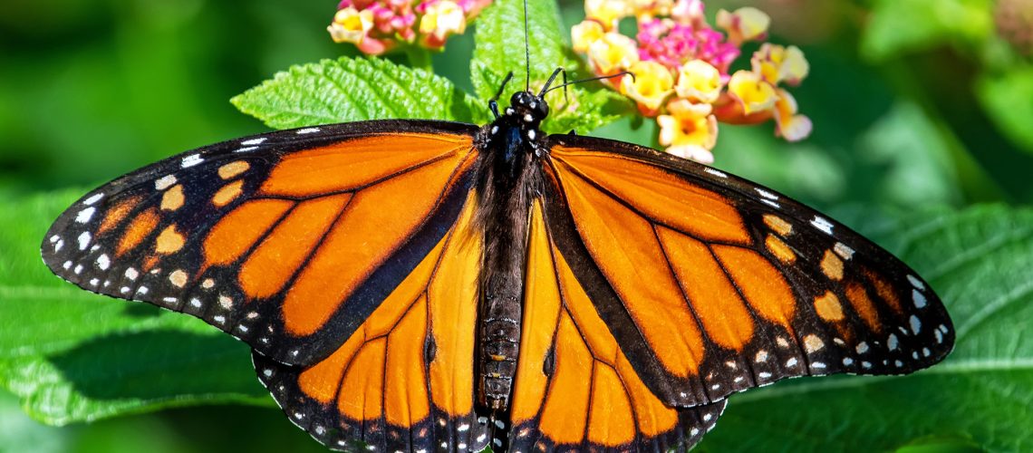 Monarch butterfly