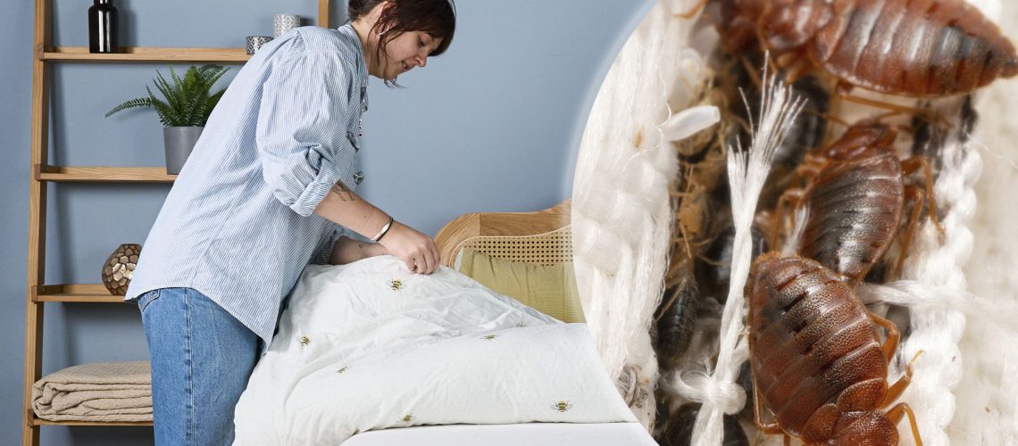 On the left, an image of a young women checking her bed sheets and mattress for any sigs of bed bugs. On the right, a close up of bed bugs in a mattress