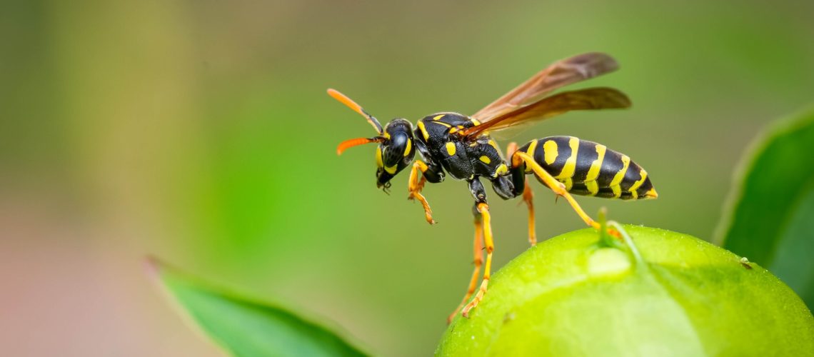 Wasp on leaf