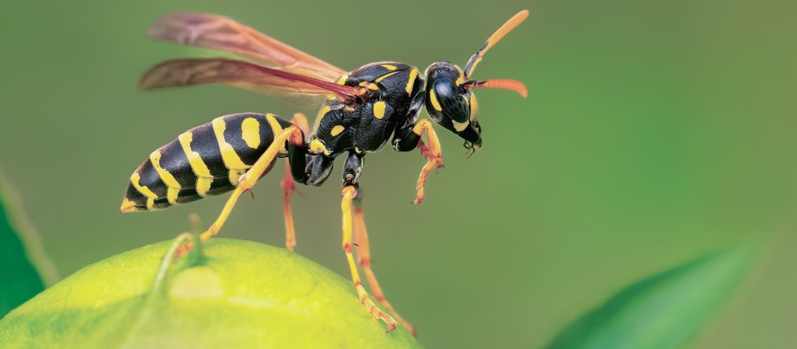 Wasp on a plant