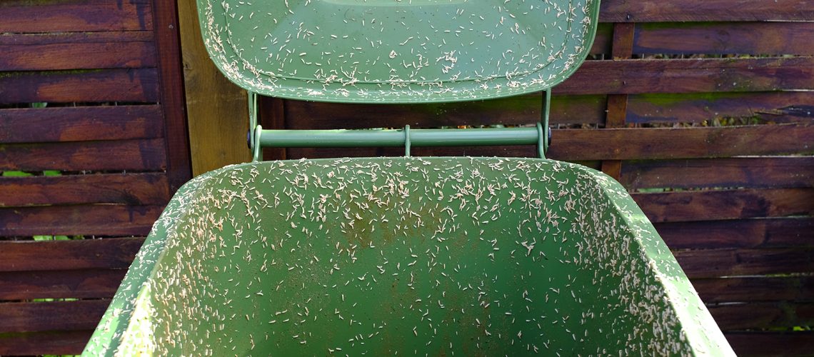 Maggots inside garbage bin