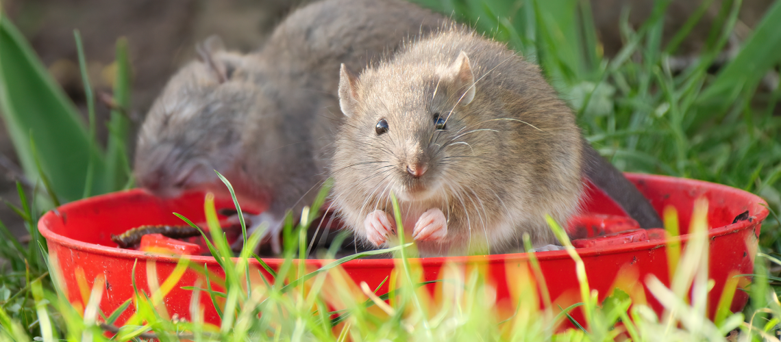 Rats in bowl in garden