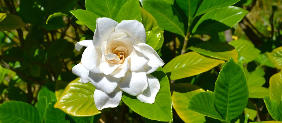 A white gardenia plant with green and yellow leaves