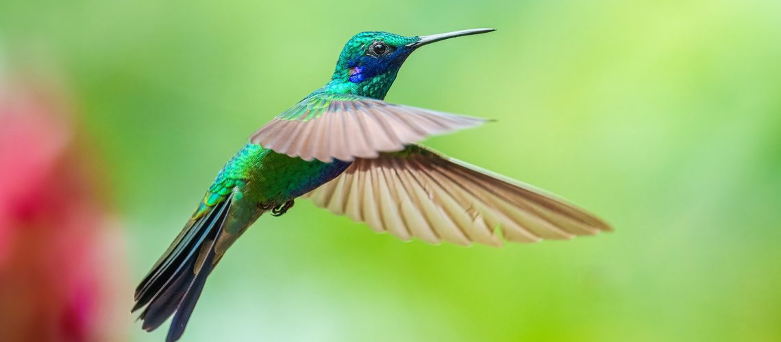 Hummingbird