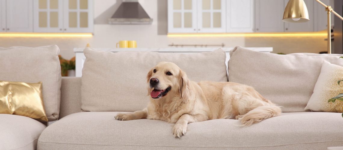 Dog on beige sofa in living room