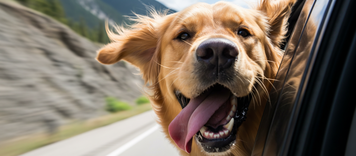 Google image of dog in car