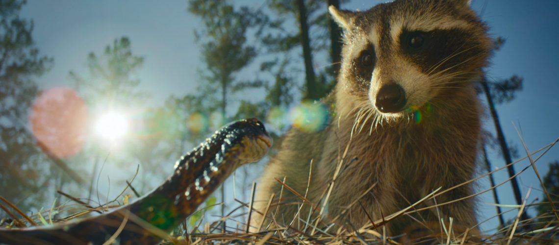 A raccoon and snake as shown in the Netflix series Nightmares of Nature