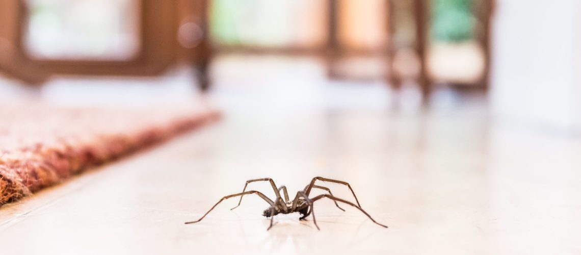 A spider crawling across the floor in a home