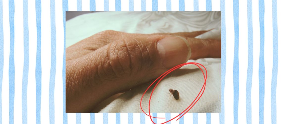 A striped background with a photograph of a hand pulling on a mattress to reveal a bed bug in the foreground. A red circle spotlights the bed bug.