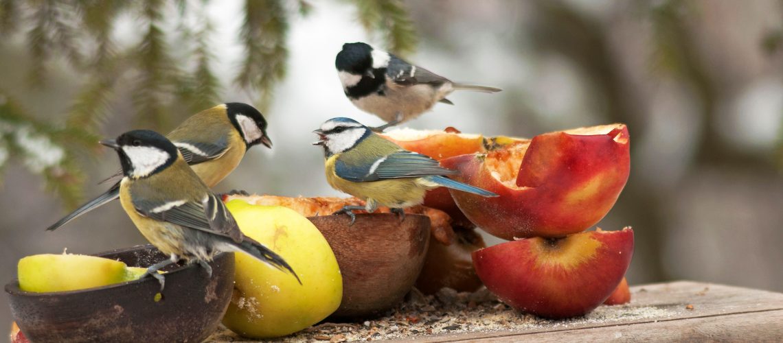 birds eating fruit on feeding table