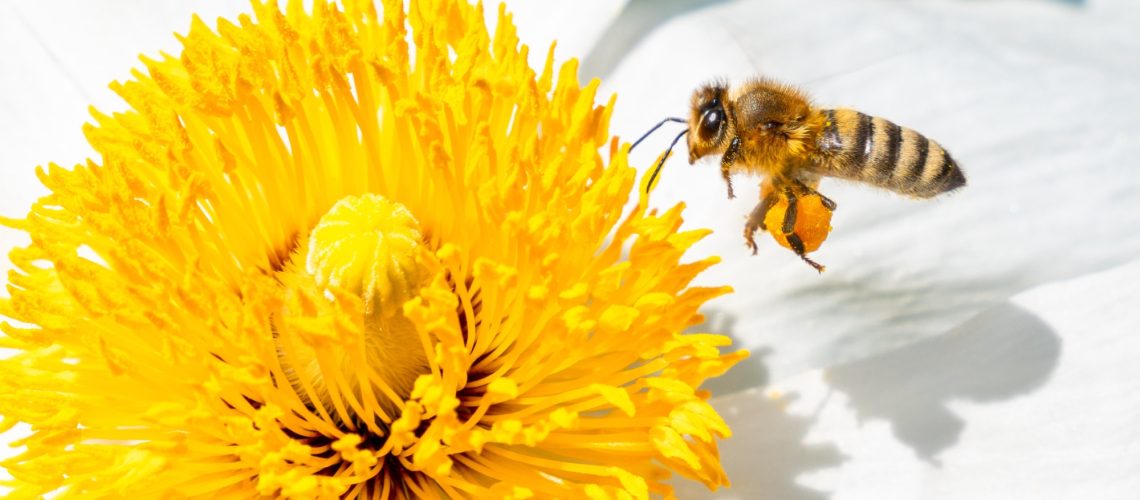 honey bee next to flower