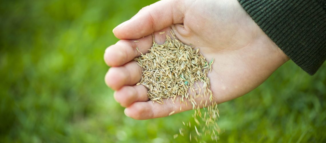 A hand spreading grass seed on a lawn