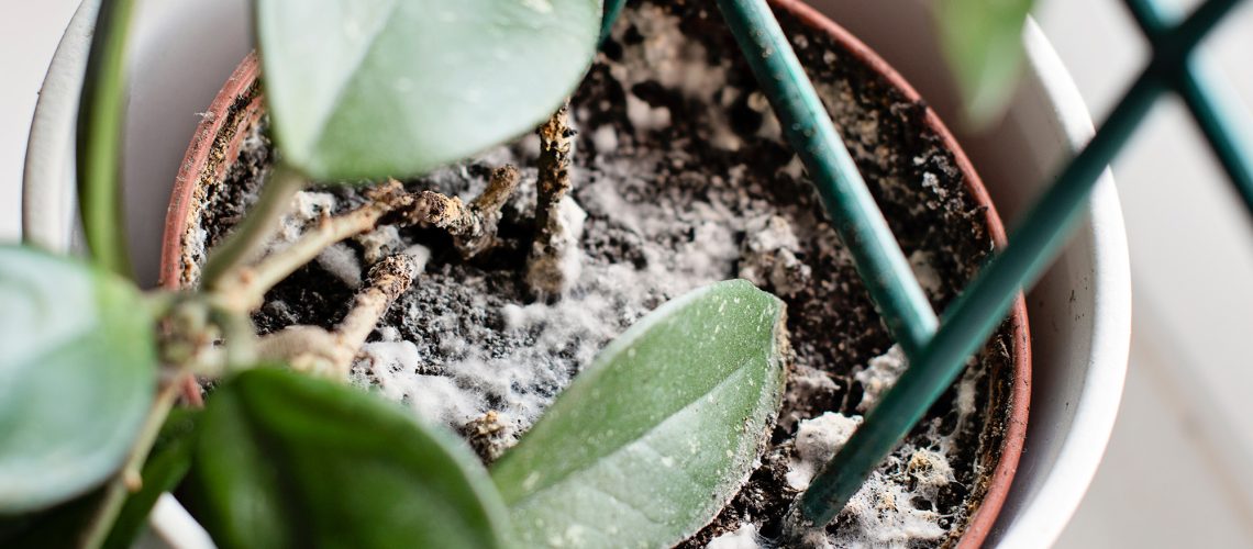 white mold on houseplant soil