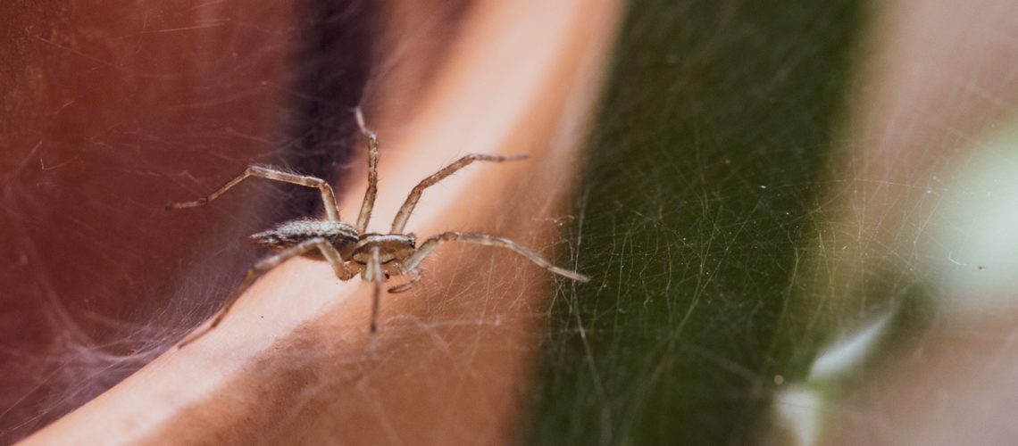 A small spider on plant pot