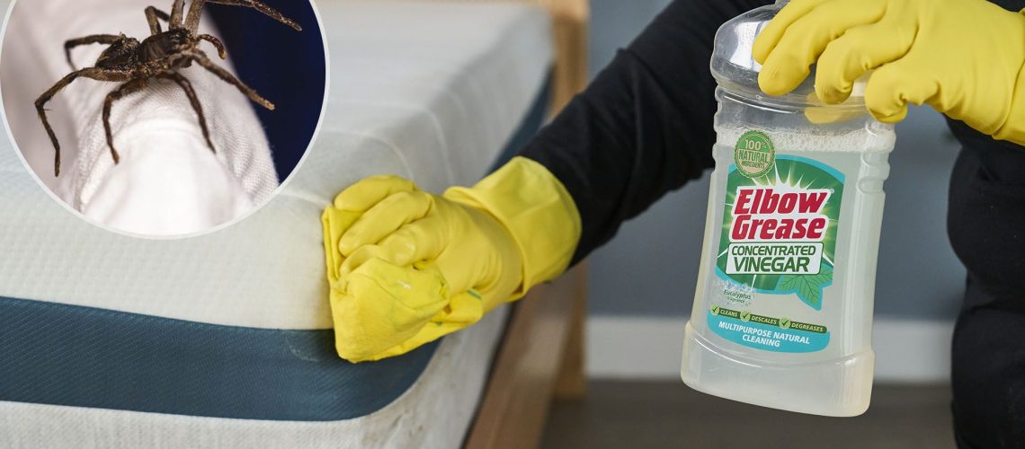A close up of a pair of hands in rubber gloves using vinegar to blot the corner of a mattress. In the top left, a close up of a spider