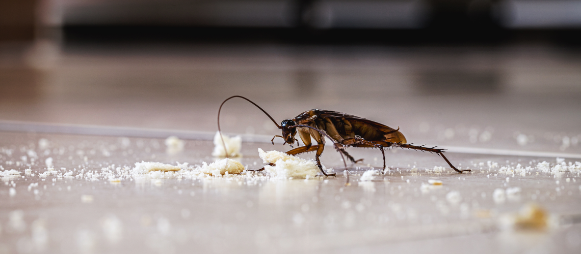 פשוט למדתי את הדרכים הטובות ביותר להרחיק מקקים מהמטבח שלך - והם למעשה עובדים