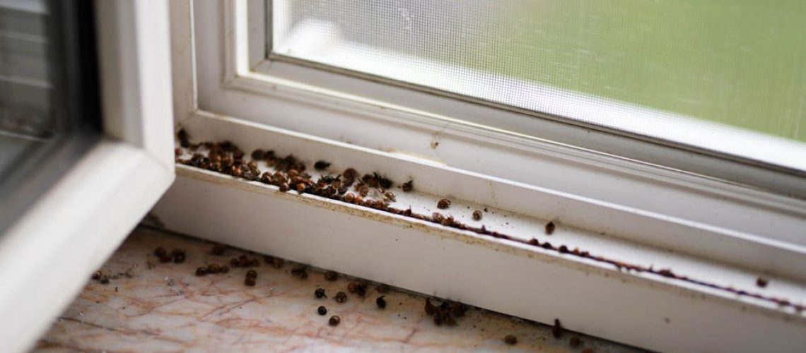 Ladybugs on windowsill