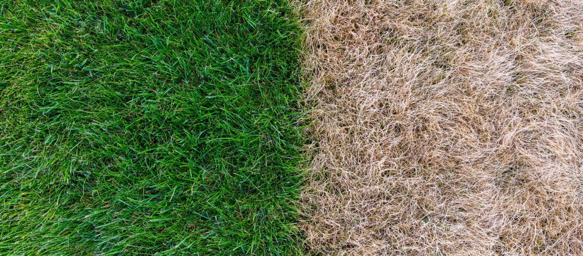 נלחם בהשחמת חורף - כאשר דשא ברמודה הולך רדום ומה לעשות בנידון