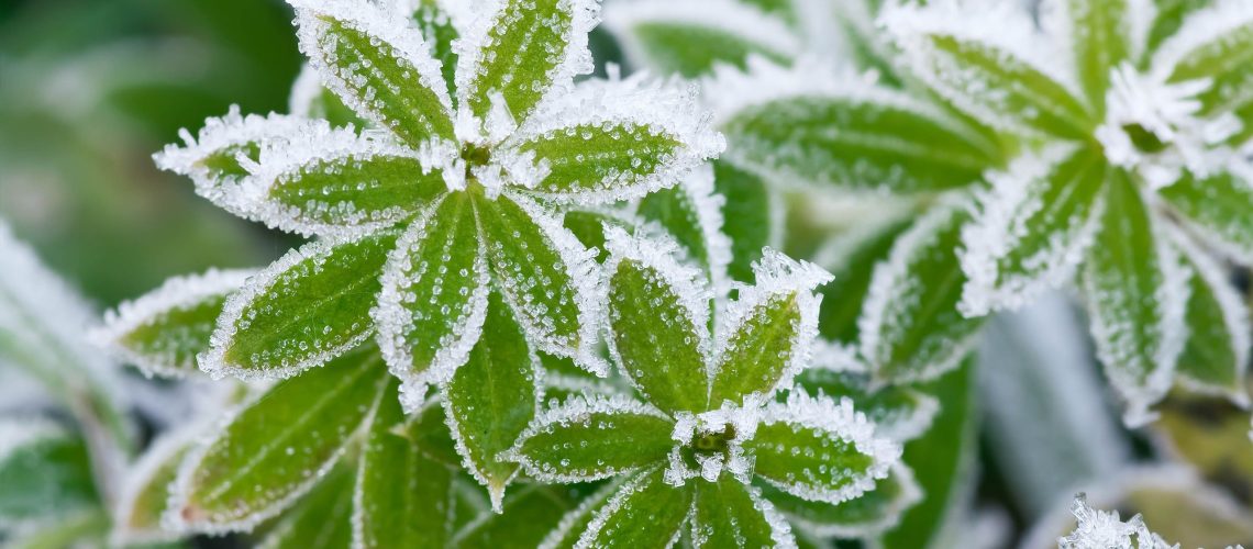 סימני אזהרת כפור ראשונים שכל גנן צריך לדעת - הגן על הצמחים שלך לפני שייגרם נזק