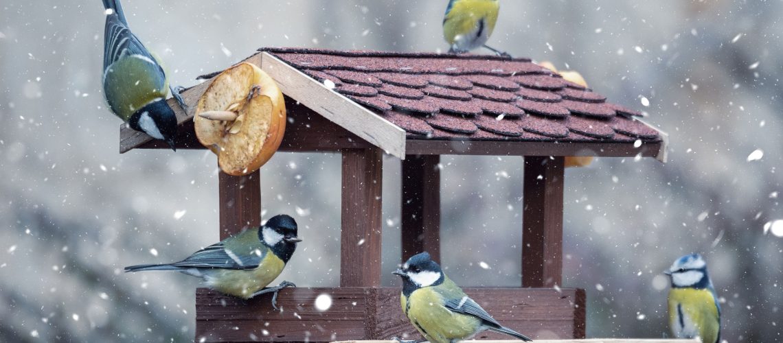 7 מזונות שנראים לא מזיקים אבל למעשה הורגים ציפורי גן