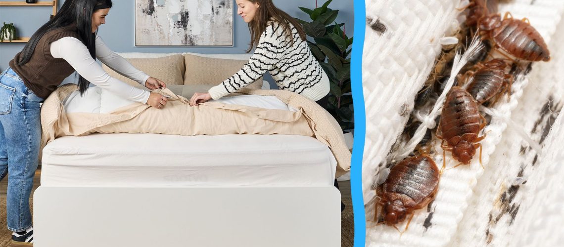 On the left, an image of two women closely inspecting the bedding of a mattress as they make the bed, in our Sleep Lab. On the right, a close up of bed bugs giding in the seams of a mattress