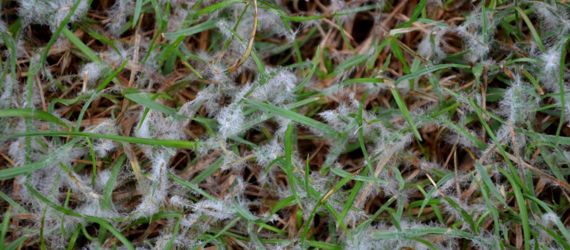 הדשא שלך פגיע לעובש שלג כרגע - הנה איך להגן עליו לפני האביב