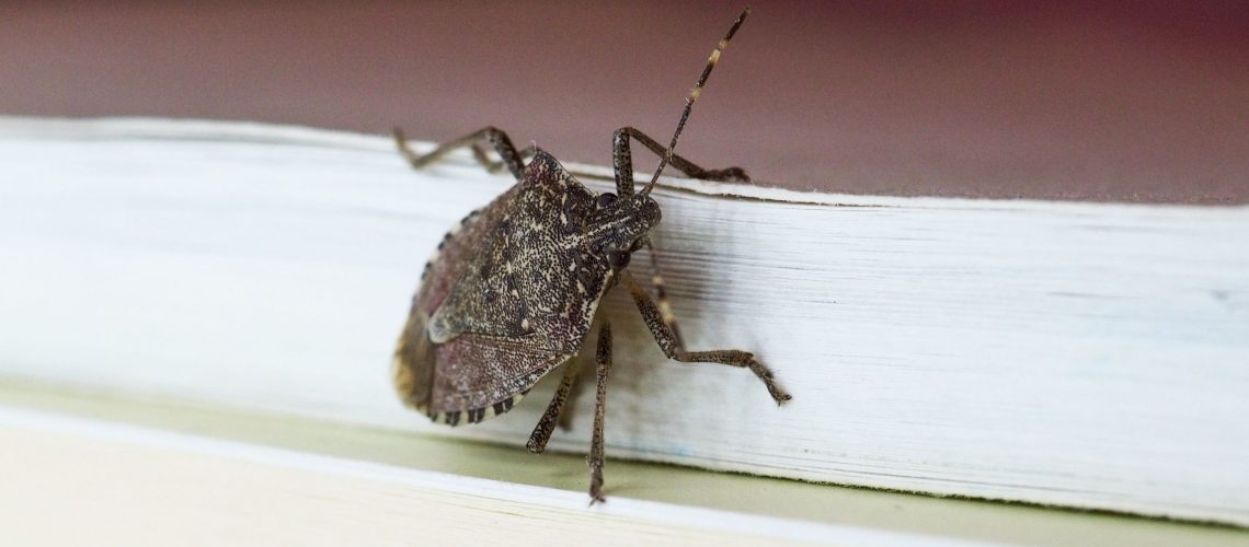 חרקים מסריחים פולשים לבתים עכשיו - הנה 'הנשק הסודי' שעוצר אותם