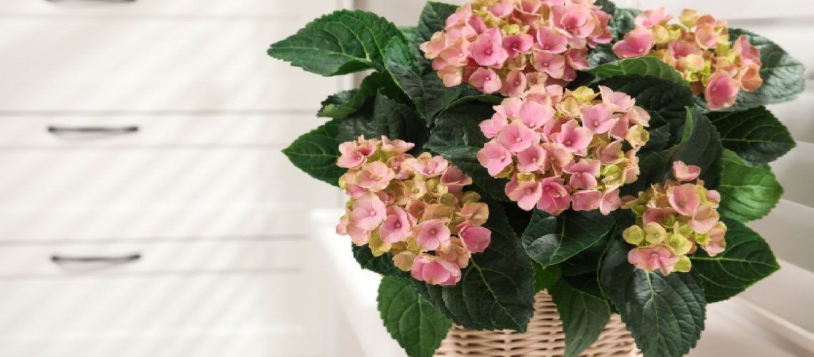 5 סיבות מדוע ההידראנגאה הפנימית שלך נובלת בחורף - וכיצד לתקן כל אחת