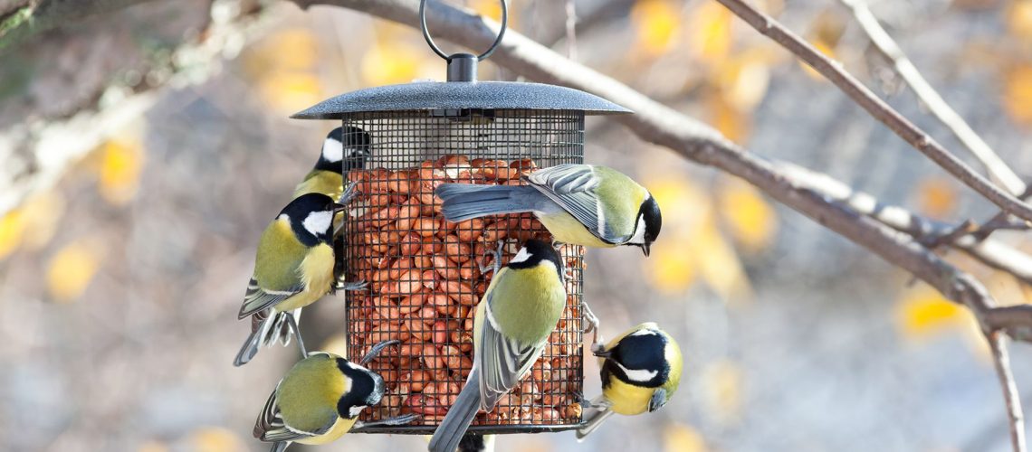 Great tits feeding on a bird feeder