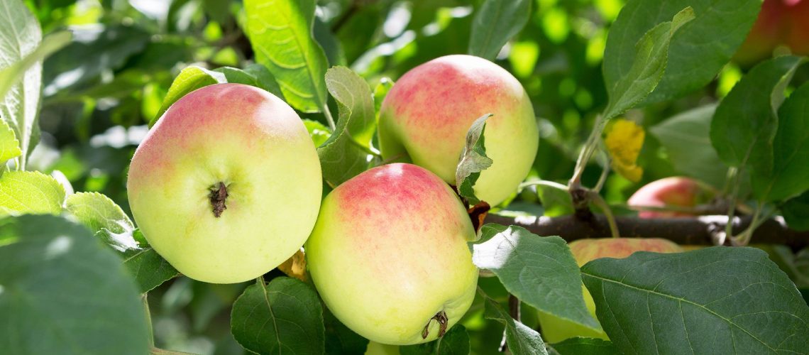 כיצד ומתי לדשן עצי פרי לצמיחה בריאה ויבול טוב יותר