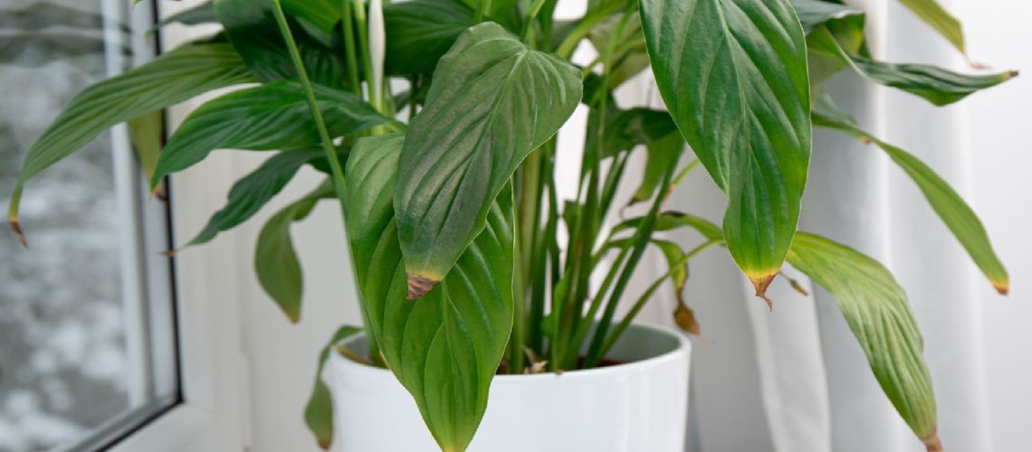 קצות שושן השלום הופכות חומות? אתה כנראה מאשים את הדבר הלא נכון