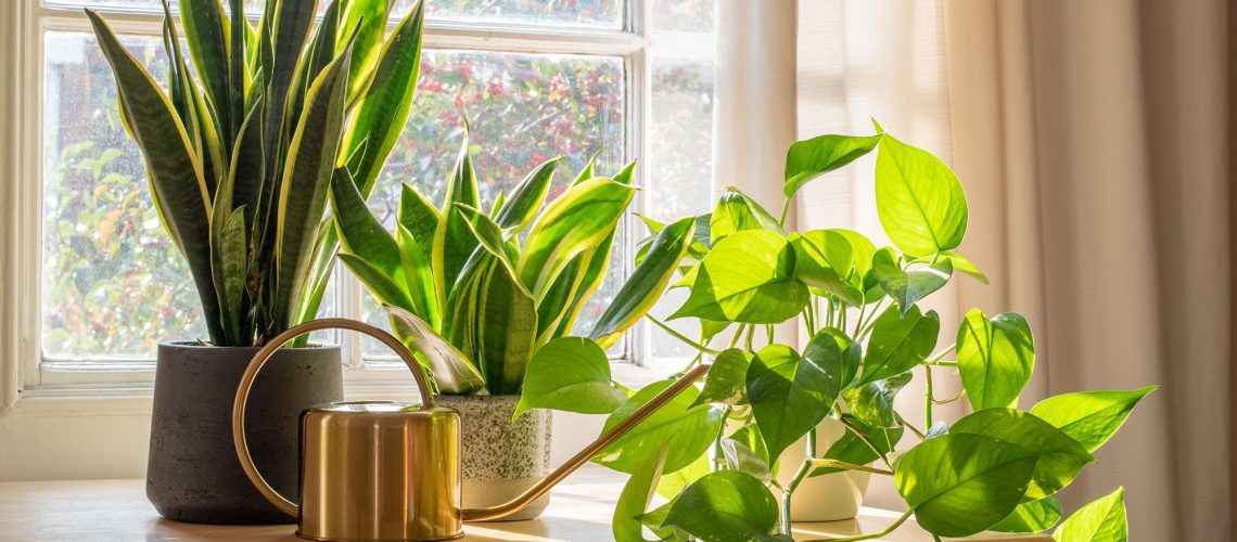 פריצת צמח הבית הבלתי צפויה הזו של איקאה היא מחליף משחקי השקיה